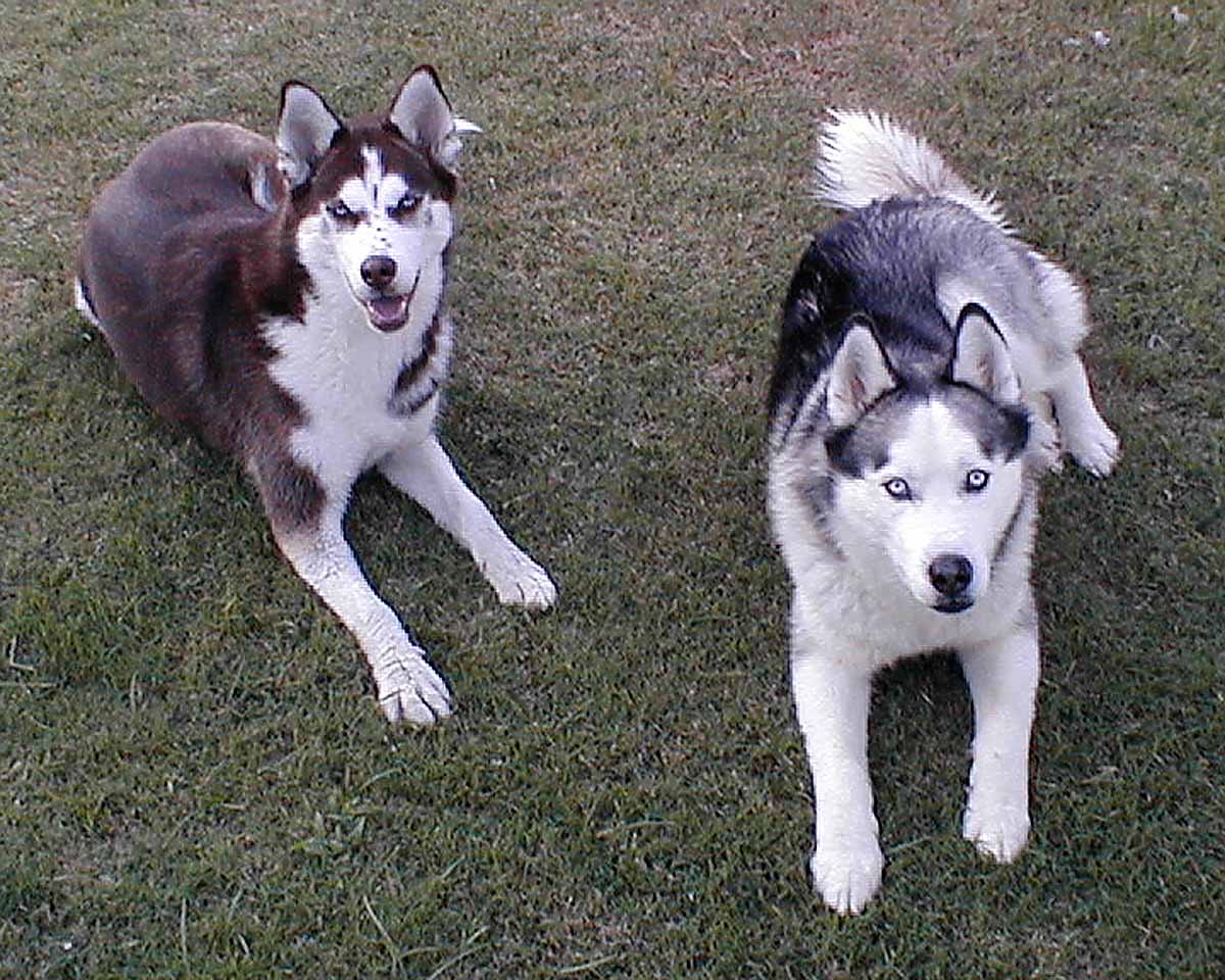 Sasha (left) & Nikolai (right)