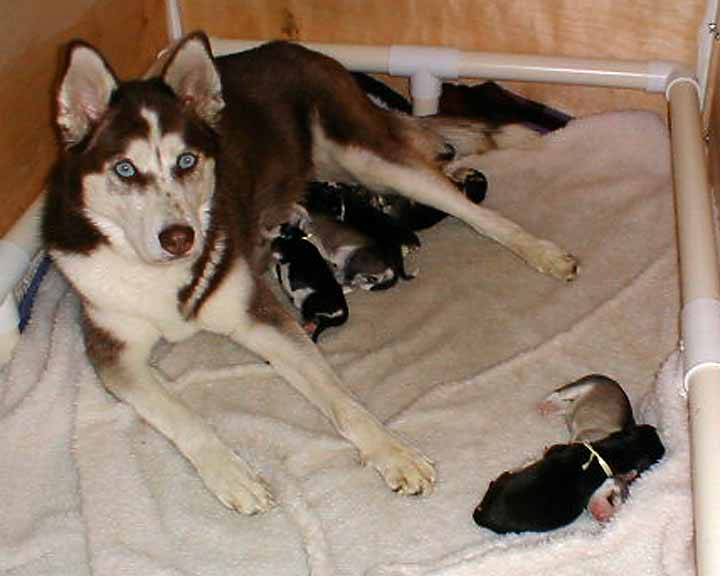 Tired new Moma Sasha & babies - 7:00 a.m. December 6, 2002