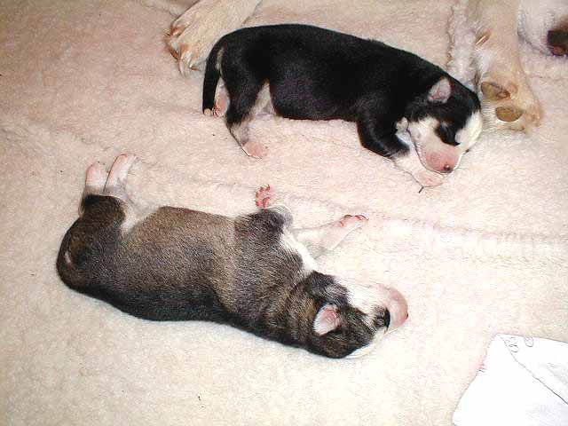 A BIG Gray/White Girl sleeps with her BIG Black/White Sister