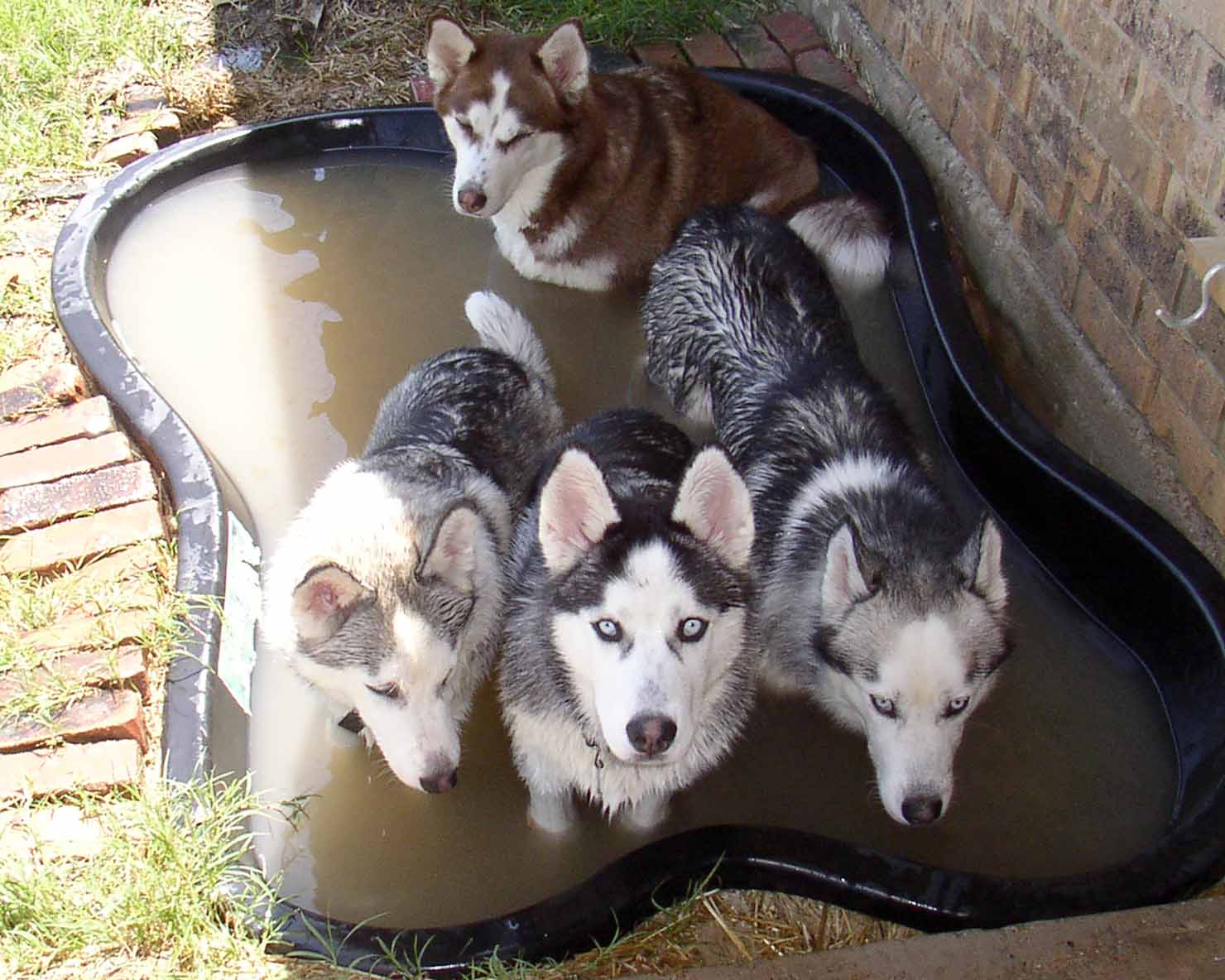 Puppy Anya (bottom-left), Puppy Alec (bottom-center), Daddy Nikolai (bottom-right) & Moma Sasha (top) in Pup Pool mid 2004